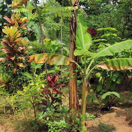 Suba Home Stay Sigiriya Buitenkant foto