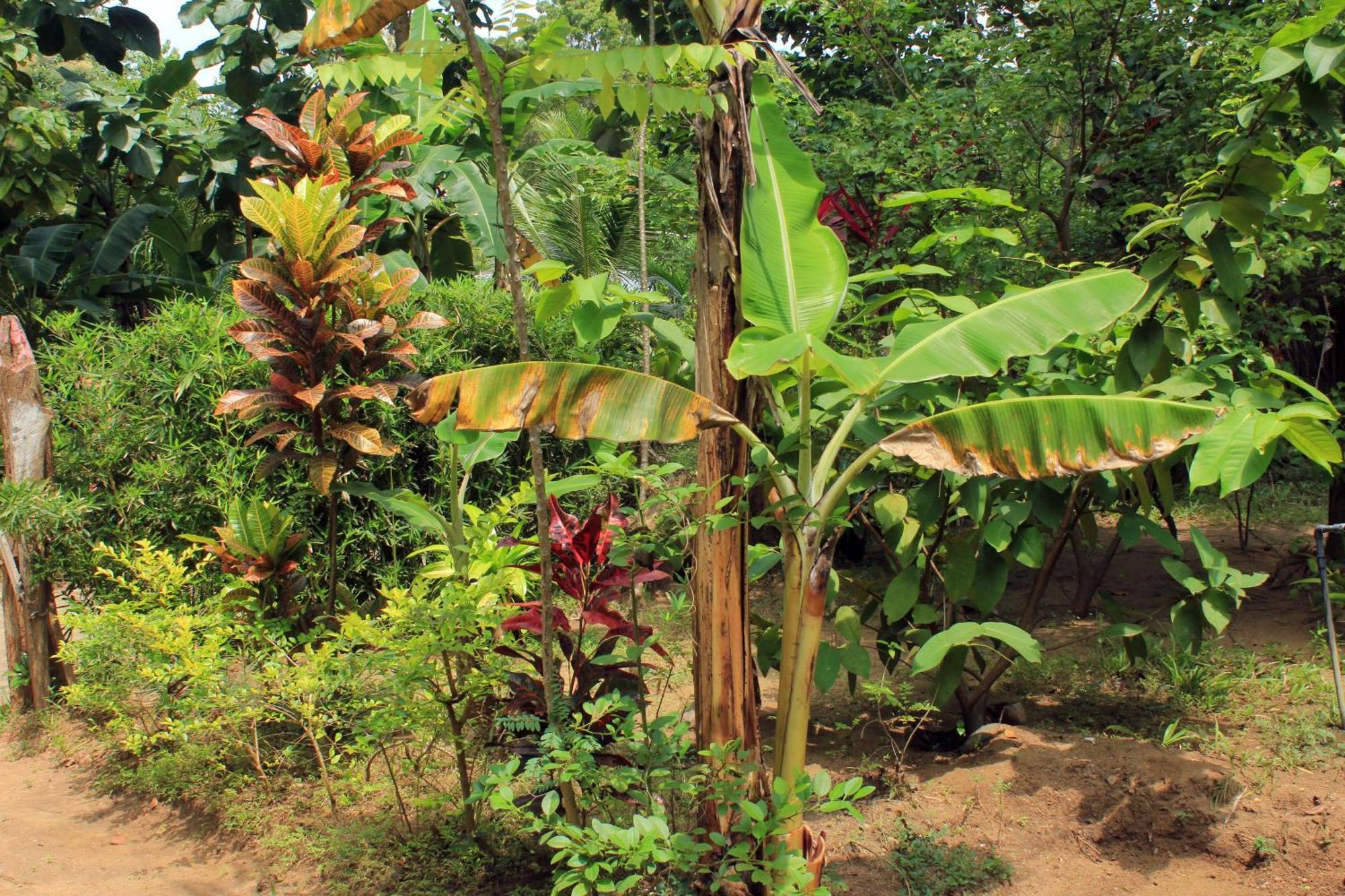 Suba Home Stay Sigiriya Buitenkant foto